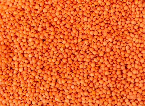 Red Lentils