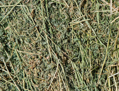 Alfalfa Hay