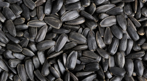 Sunflower Seed