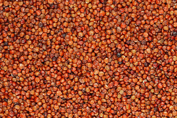 Sorghum