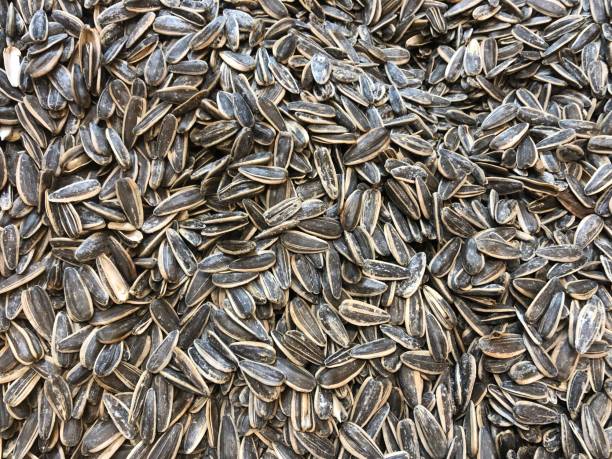 Sunflower Seed